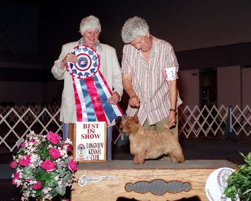 Best in Show - Norwich terrier