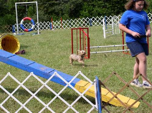 A terrier shows off his agility
