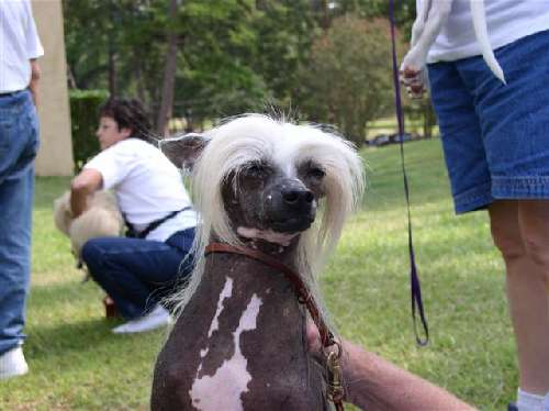 A visiting Chinese crested dog